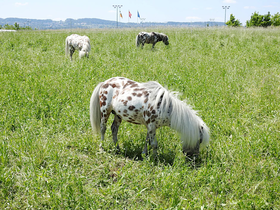 So ein Pony ist recht klein. Es aber im Zug zu transportieren wie in Gunnel Lindes Buch, dürfte schwierig sein.