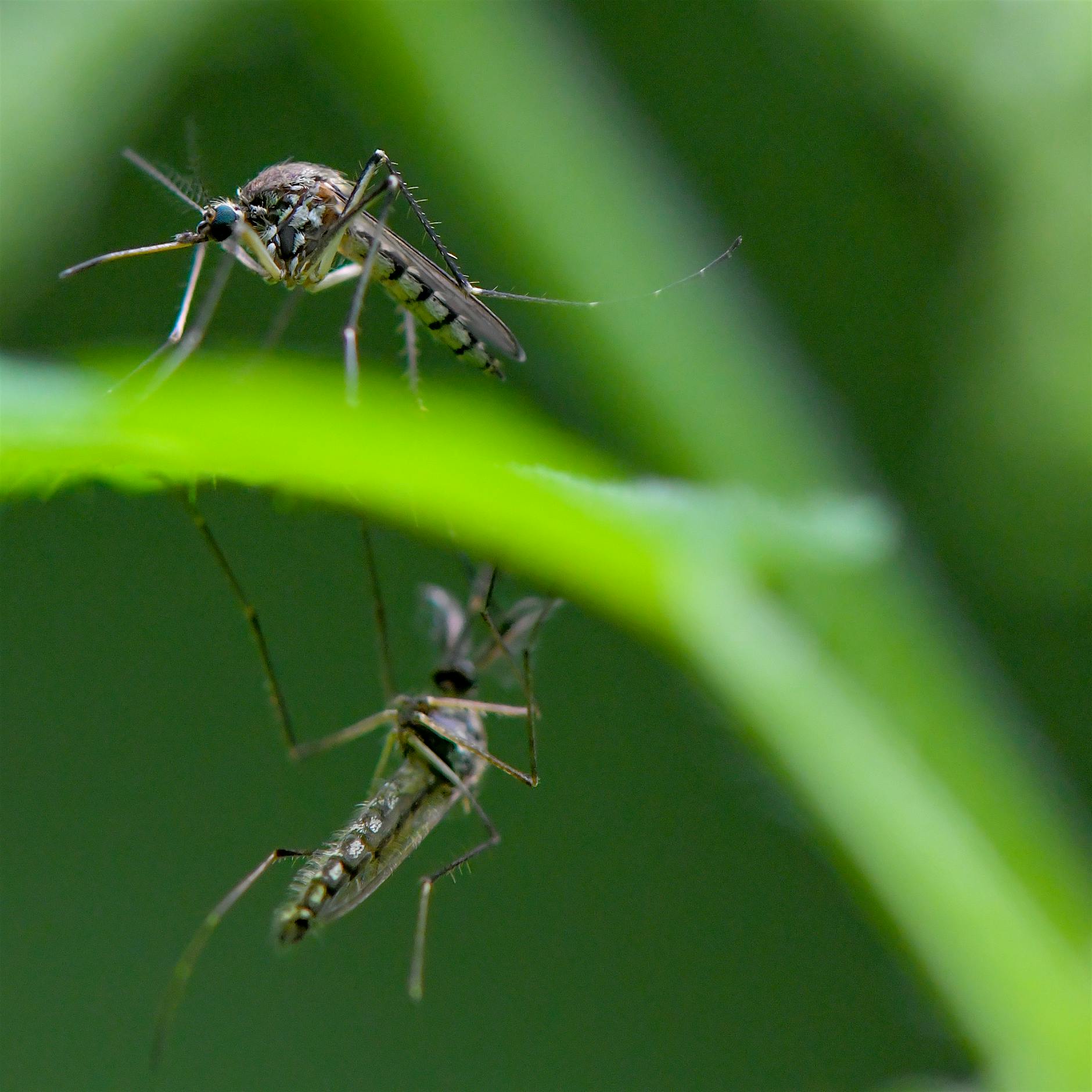Zahlreiche Mücken in diesem Sommer: Das hilft gegen Mückenstiche