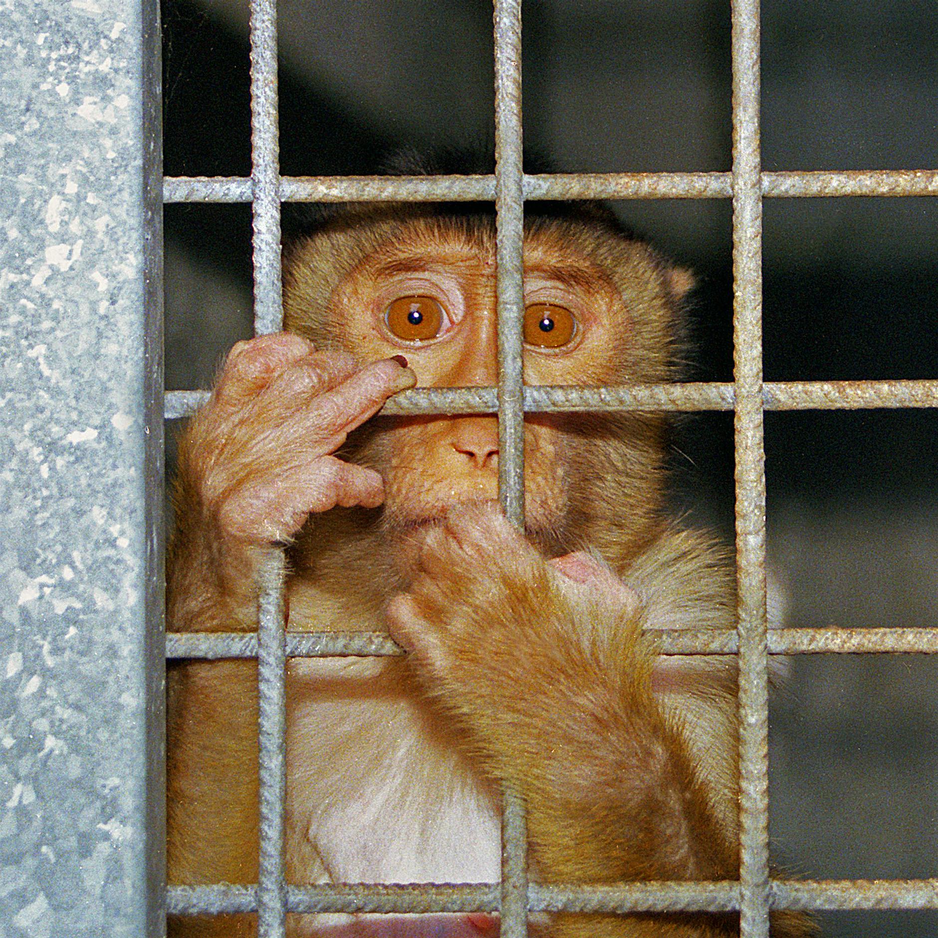 Staatsanwaltschaft ermittelt: Wurden zehn Laboraffen grundlos getötet?