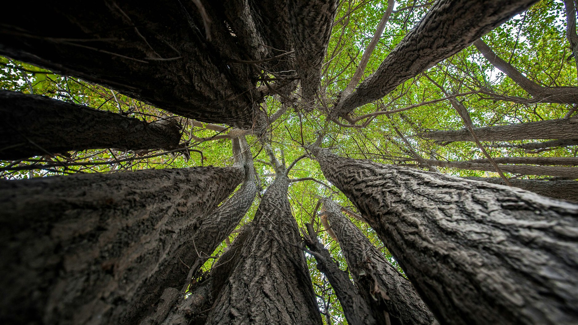 Gingko Bäume sind widerstandsfähig gegen Krankheiten.