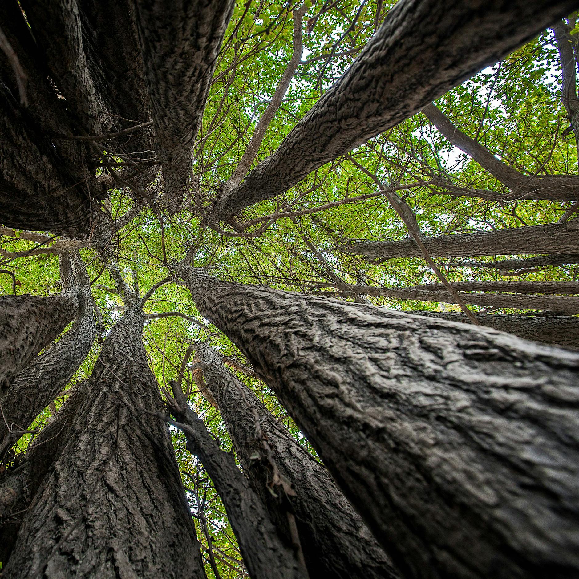 Forscher rätseln: Sind manche Bäume unsterblich?