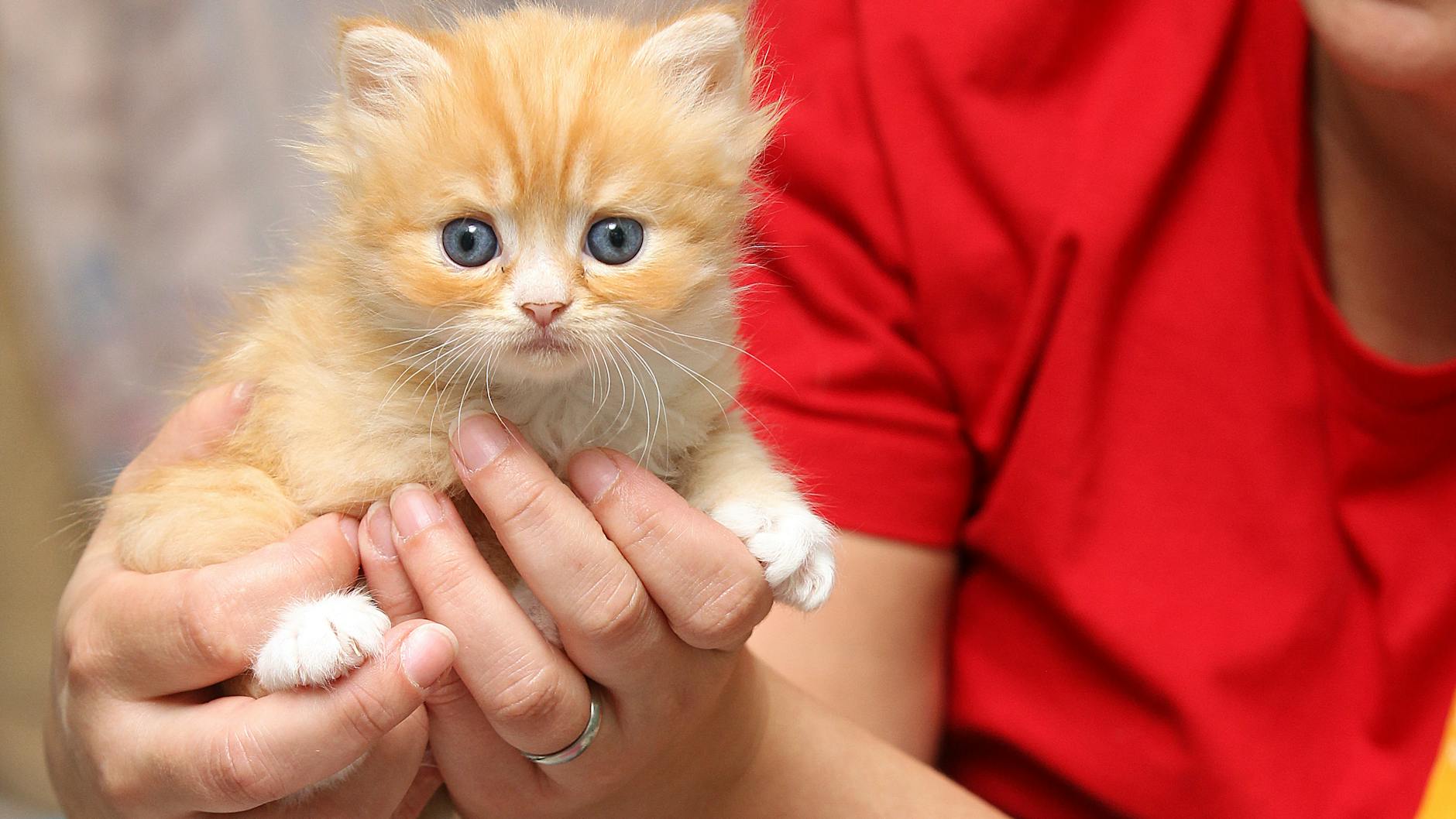 Diese kleine Mieze wurde gerettet und aufgepäppelt, findet hoffentlich bald ein neues Zuhause.