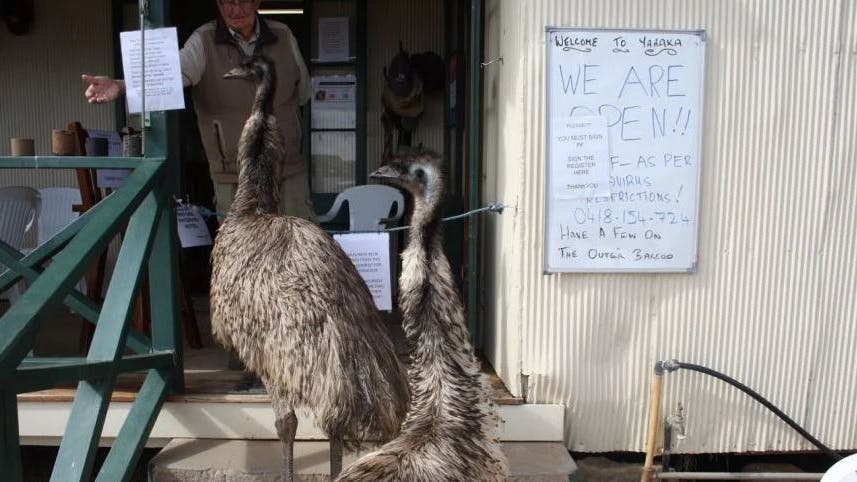 Bei Chris Gimblett gilt: Emus müssen draußen bleiben.