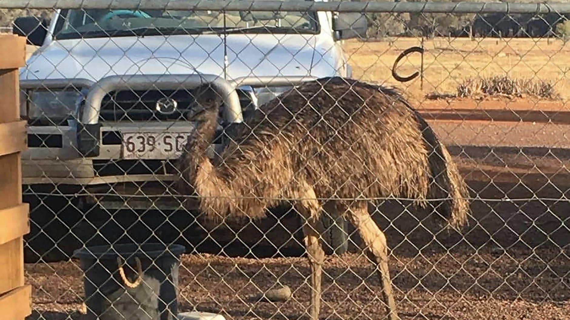 Inzwischen ist Australien vom Erschießen der Emus abgerückt: Gut befestigte Zäune sollen es nun richten.