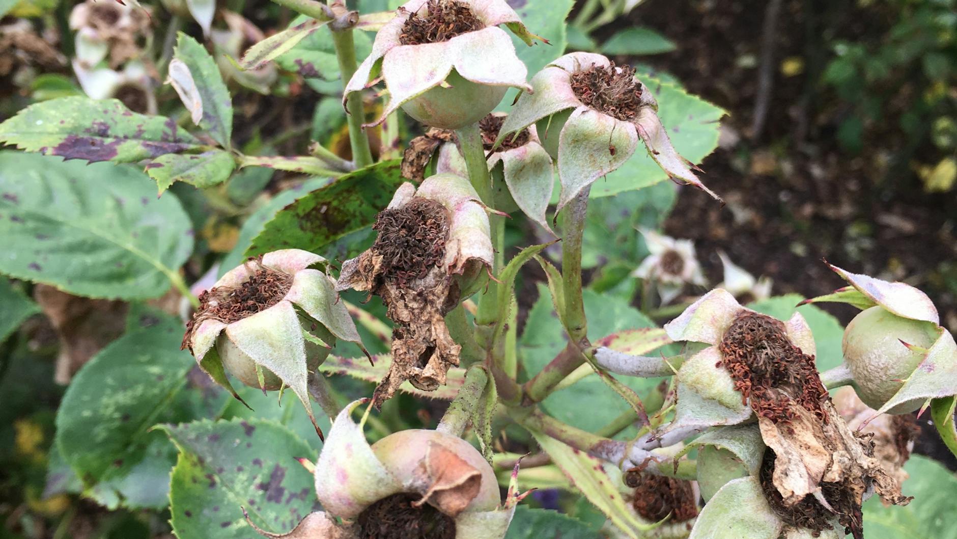 Abgeblühte Rosen bilden Samen, die Hagebutten.