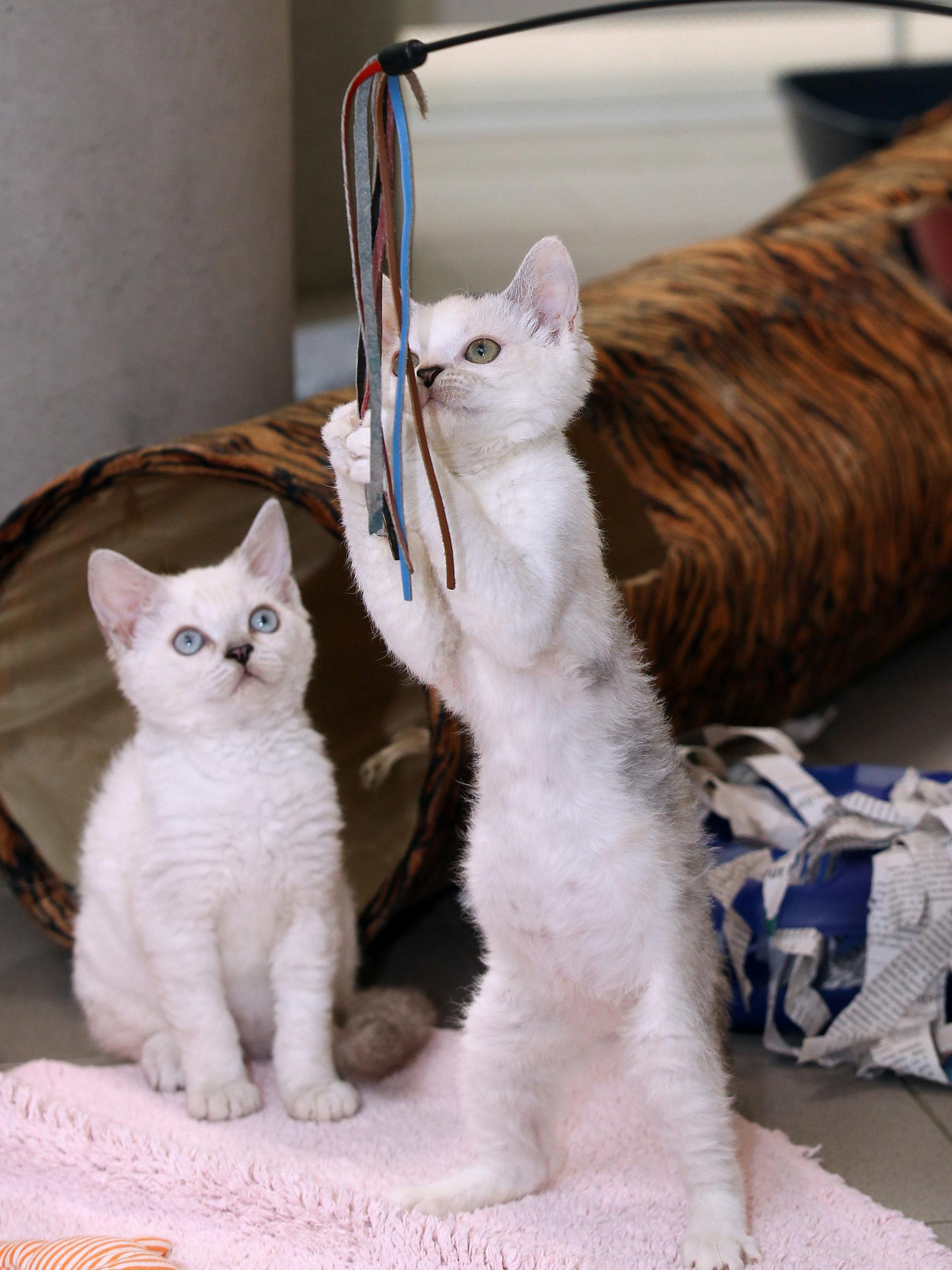 Die Tierpfleger im Tierheim kümmern sich um die Katzen – da gehören auch Spiel-Einheiten dazu.