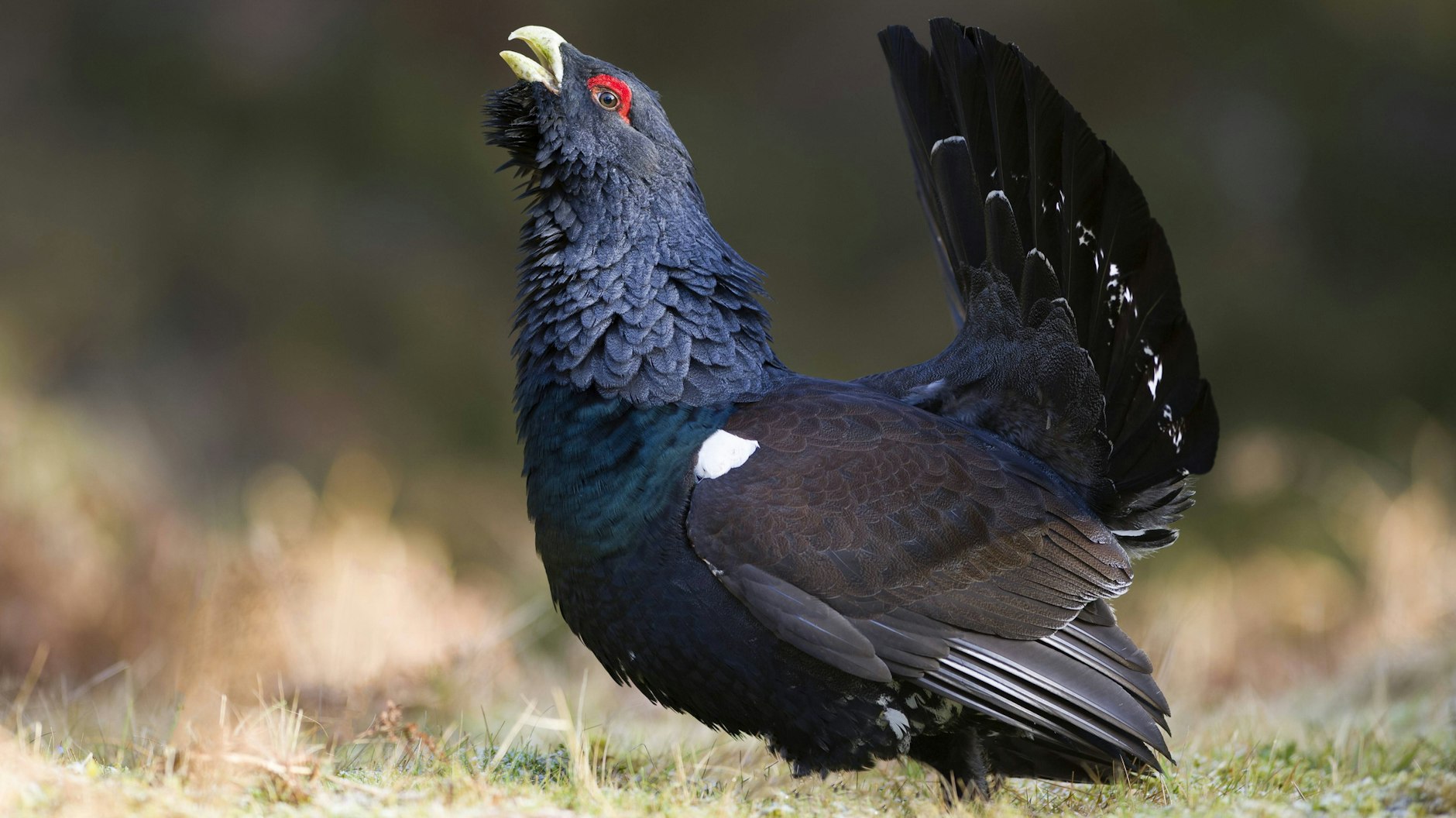 Vom Aussterben bedroht, der Auerhahn.
