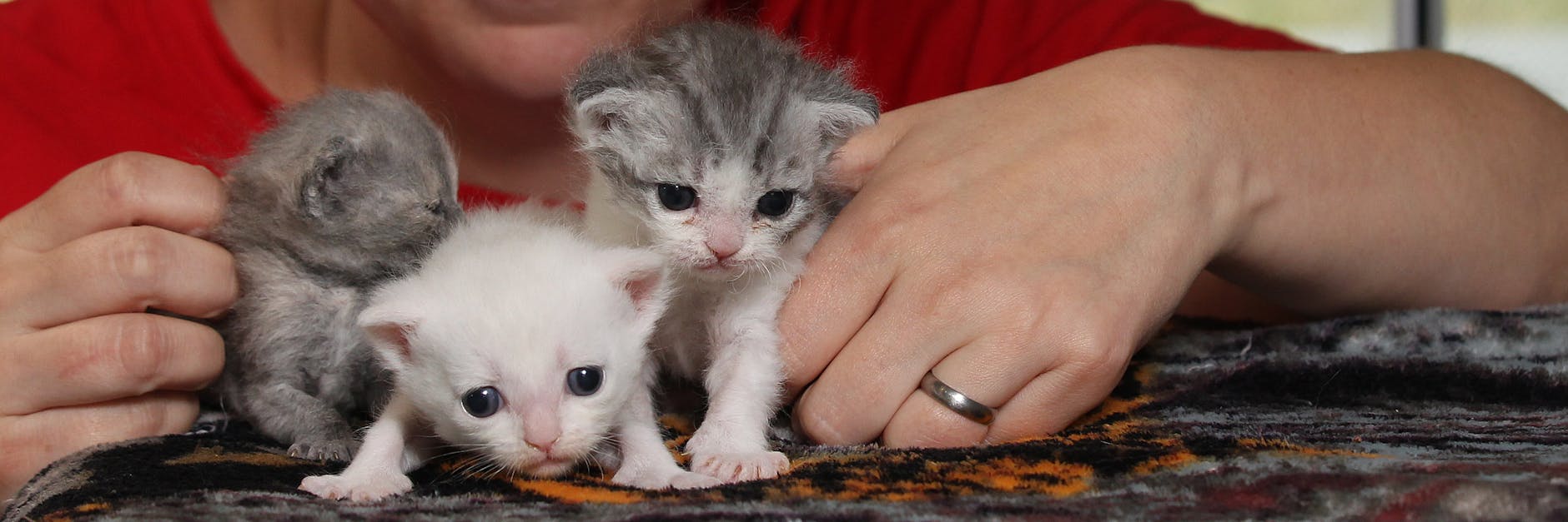 Die kleinen Katzen-Kinder werden im Tierheim liebevoll gepflegt.