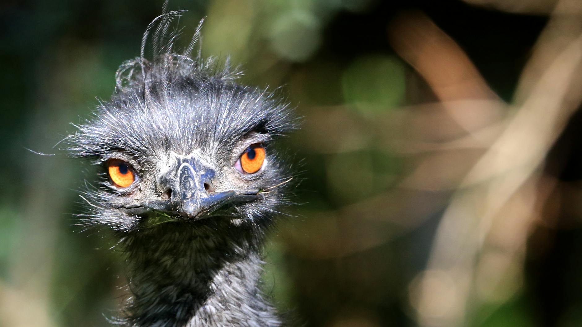 Ein Emu schaut mürrisch in die Kamera.