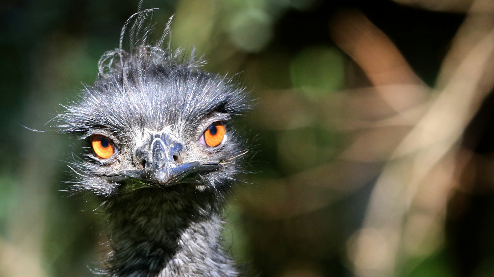 Ein Emu schaut mürrisch in die Kamera.