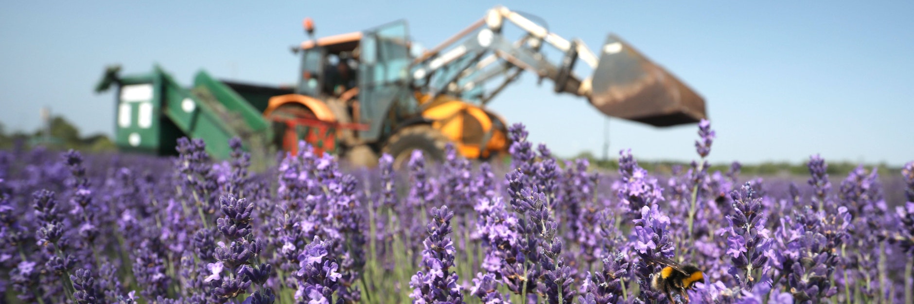 So wie hier in Norfolk (GB) wird jetzt Lavendel in der Lausitz angebaut.