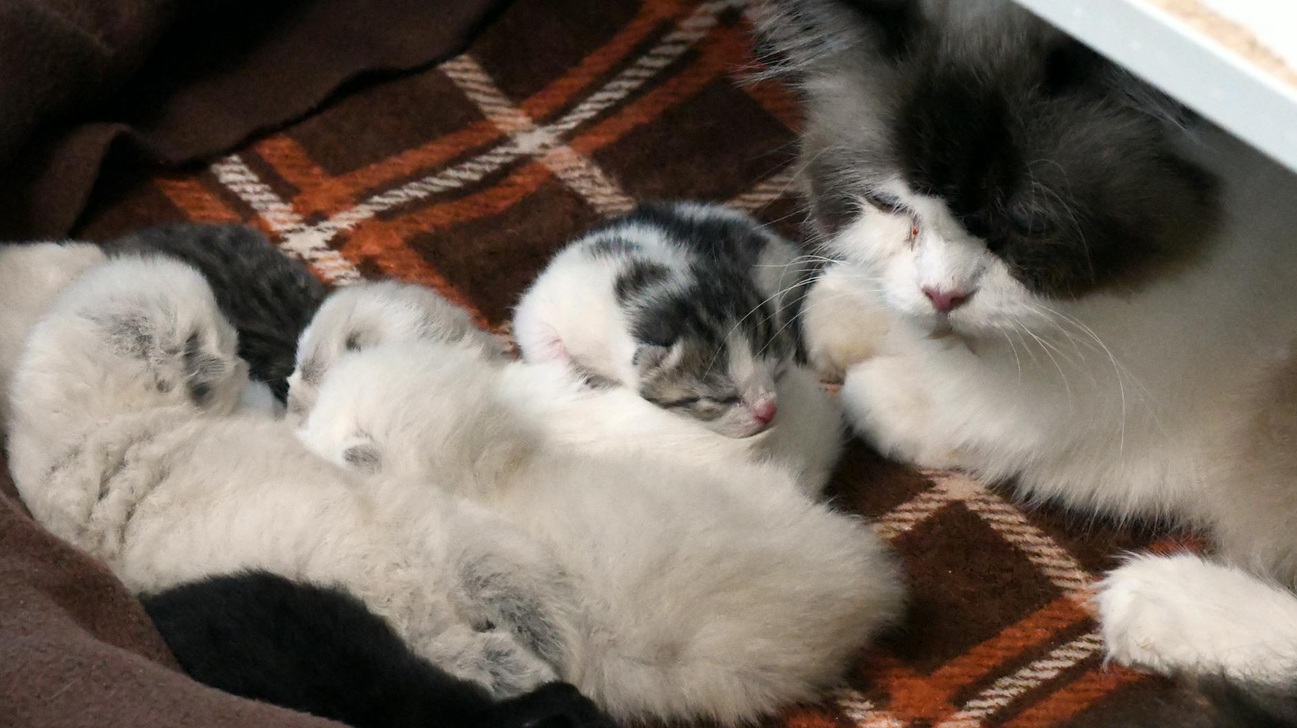 Katzen-Mutter Morle kümmert sich um ihren eigenen Nachwuchs – und um die Kinder von Mieze Dorle.