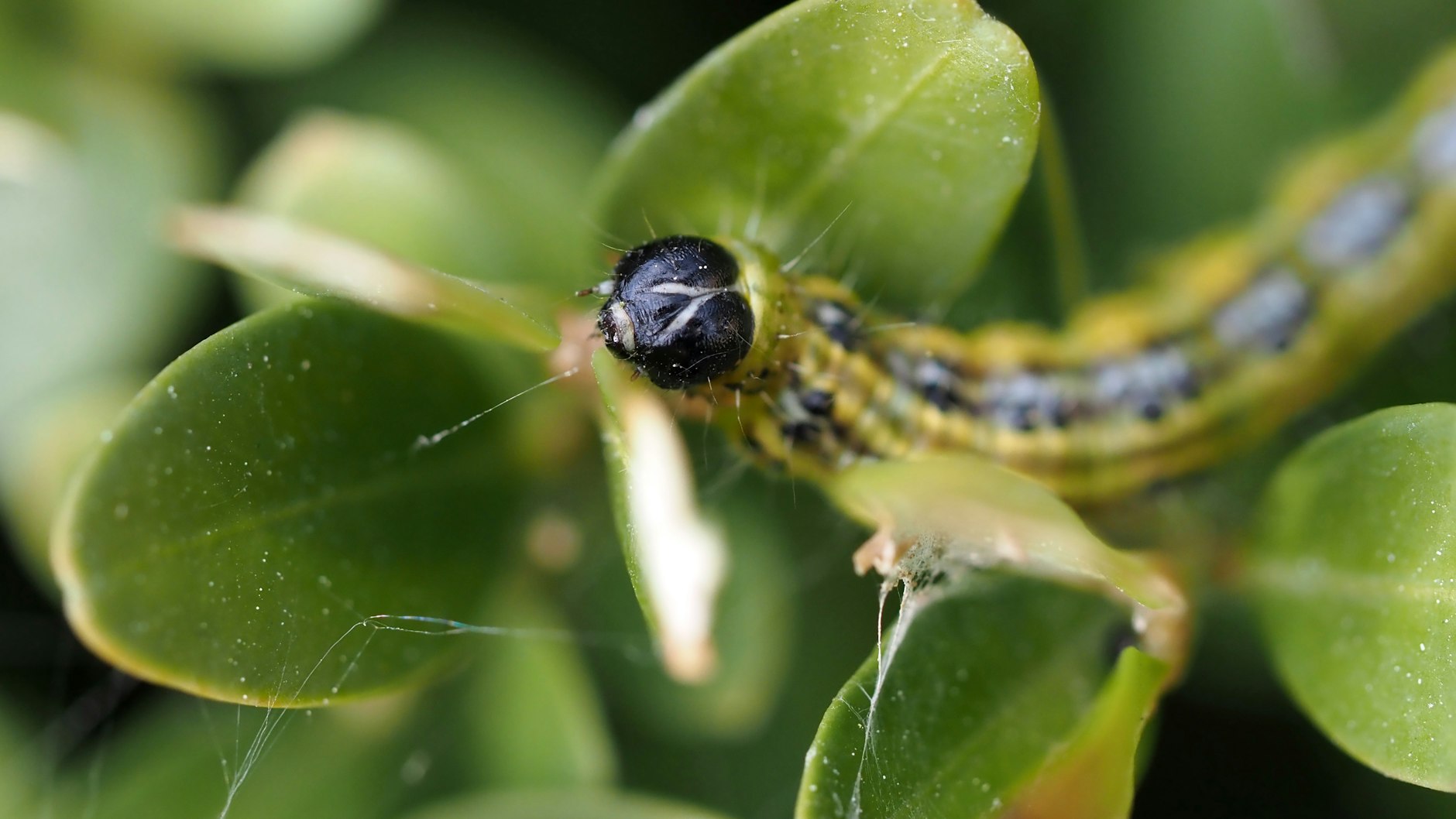 Der Buchsbaumzünsler ist in Deutschland weiter auf dem Vormarsch und vernichtet Buchsbäume in Gärten, Parks und Schlossanlagen.&nbsp;