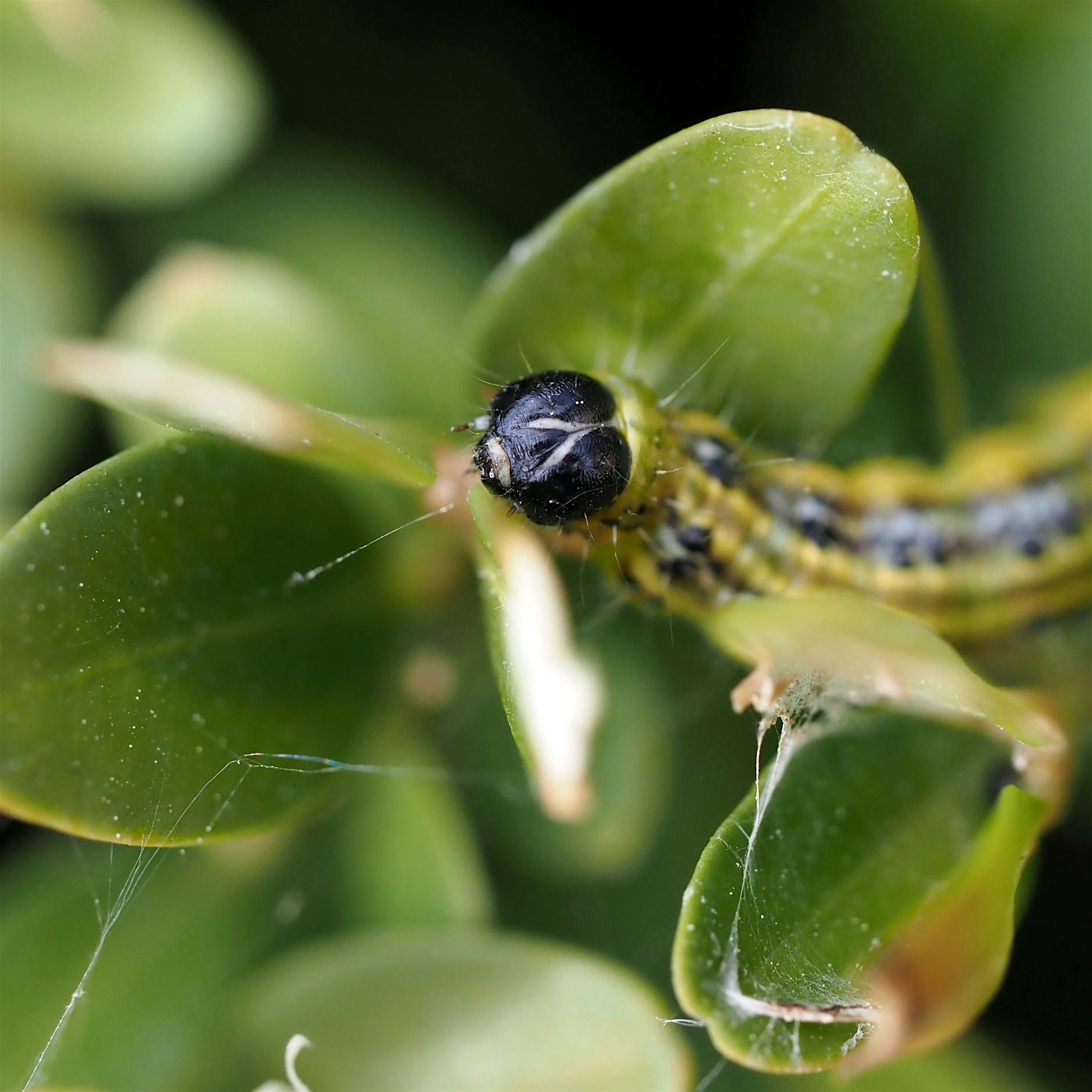 Buchsbaumzünsler: Was hilft wirklich gegen den hartnäckigen Schädling?