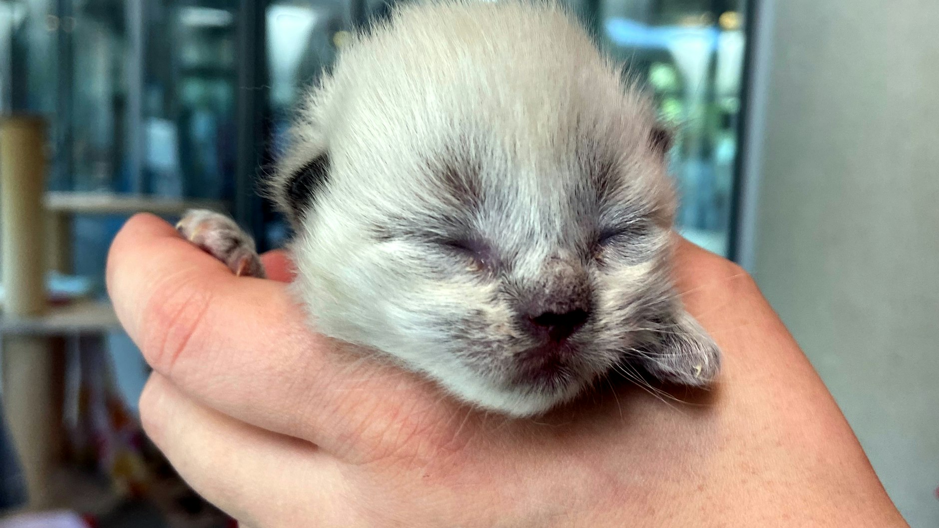 Die Mini-Miezen haben die Augen noch geschlossen.