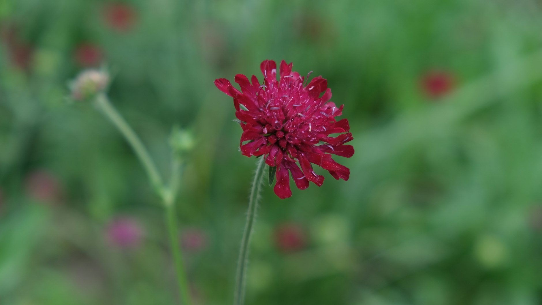 Rubin im Grünen: Die Knautia macedonica, besser bekannt als purpurfarbene Witwenblume, taucht gern überraschend auf.