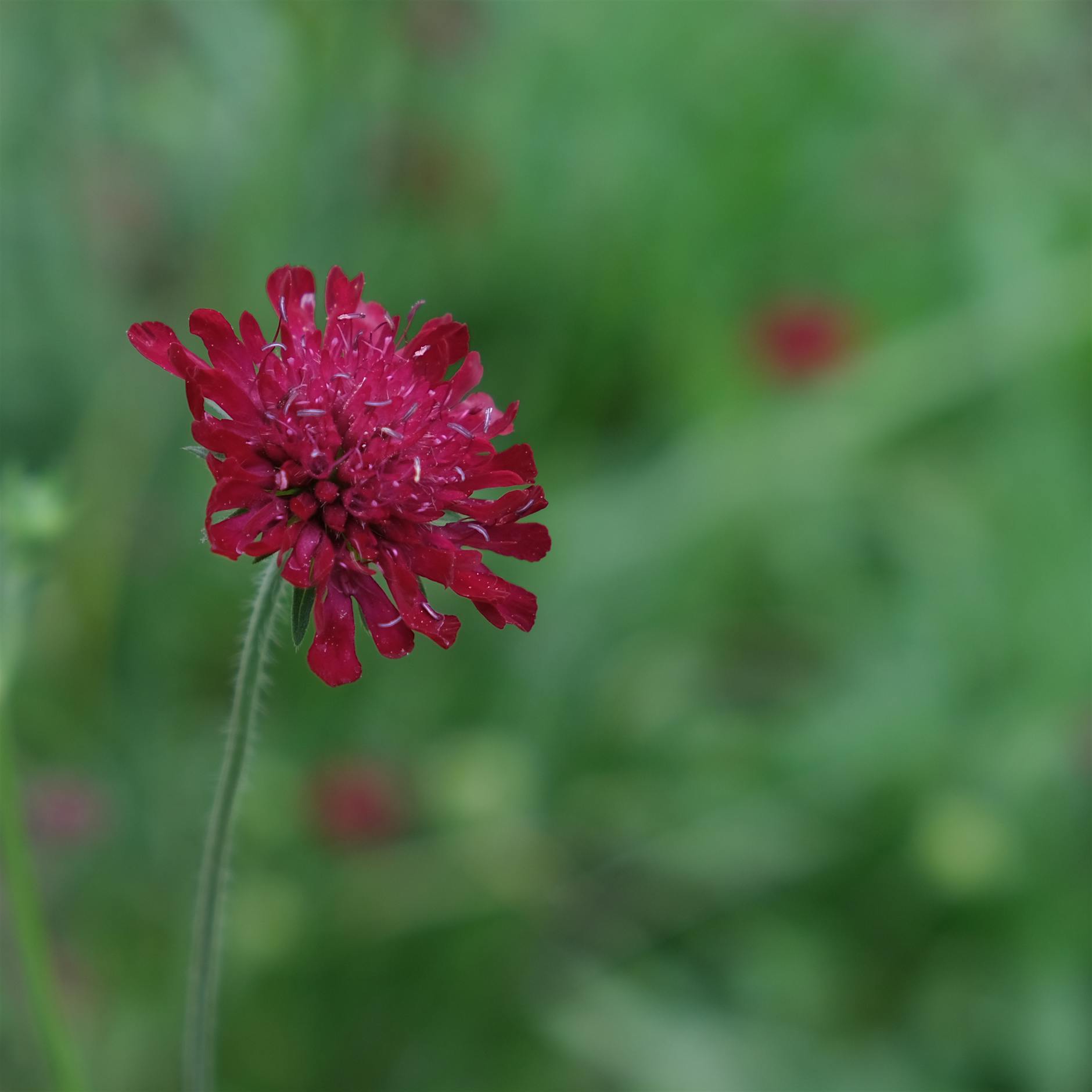 Überraschung! Der Zufall im Garten und wie man ihn nutzt