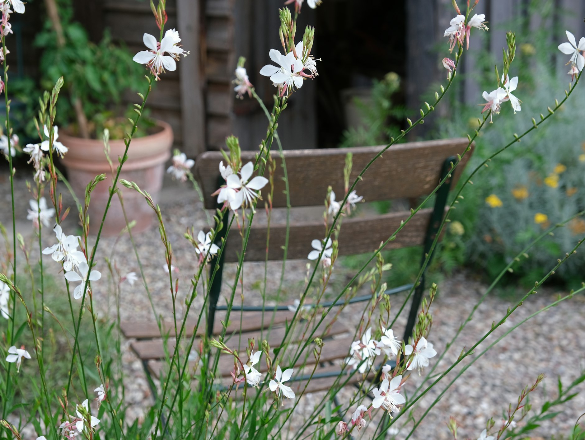Ein Garten-Nomade: die Prachtkerze (Gaura lindheimeri) wächst, wo sie will.