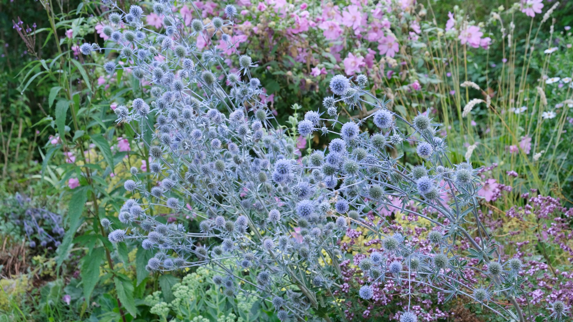 Blaues Gewoge, das sich ohne gärtnerisches Zutun aussät: Mannstreu im Garten des Autors.