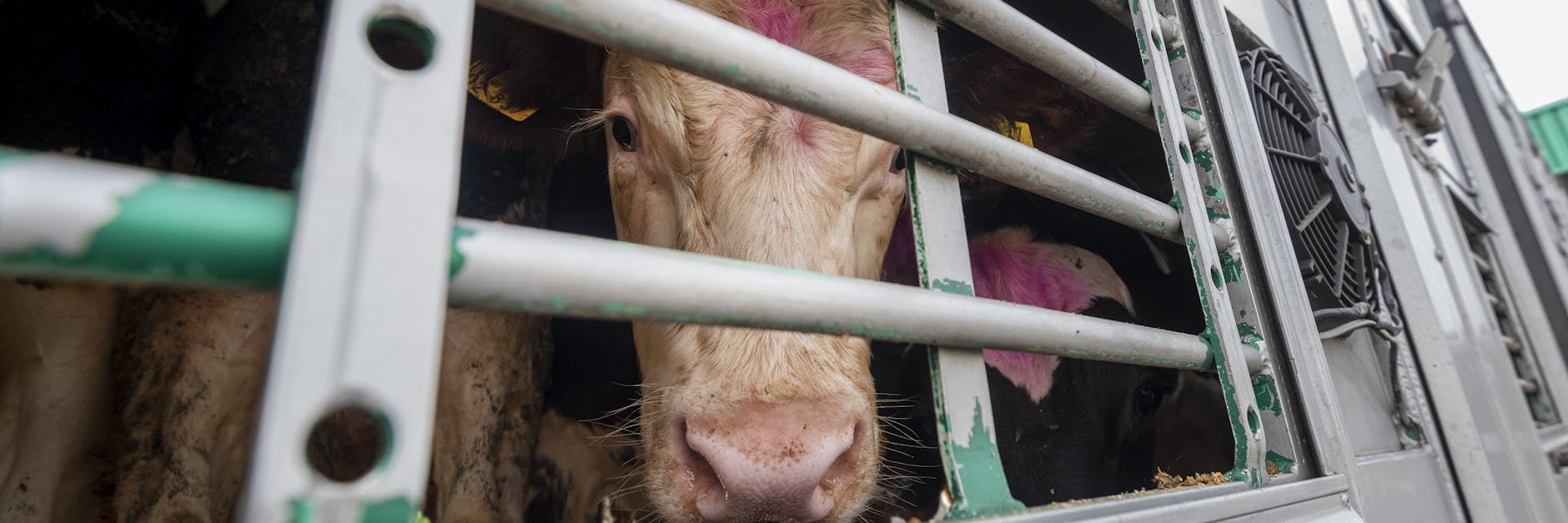 Eingepferchte Rinder erleiden auf einigen Transporten in Nicht-EU-Länder schreckliche Qualen.