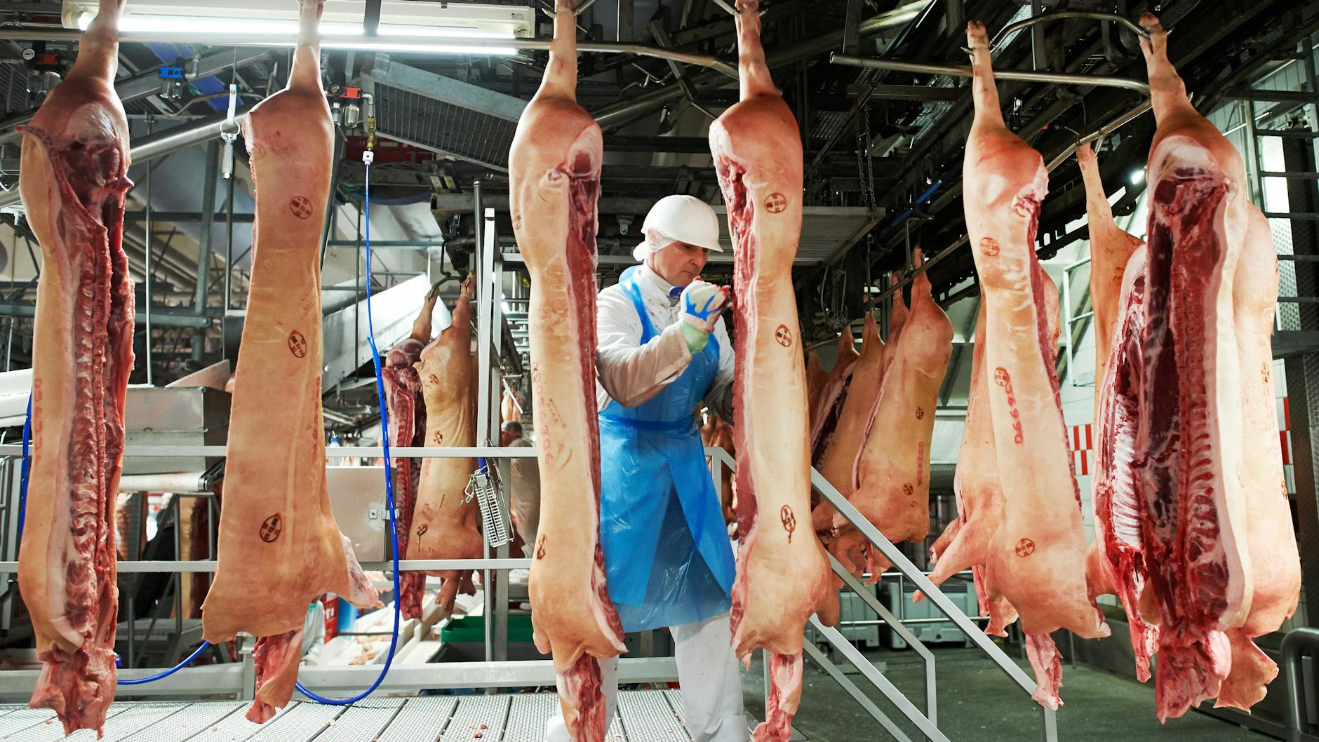 Bei Tönnies in Rheda-Wiedenbrück werden normalerweise bis zu 14 Prozent aller deutschen Schweine geschlachtet.