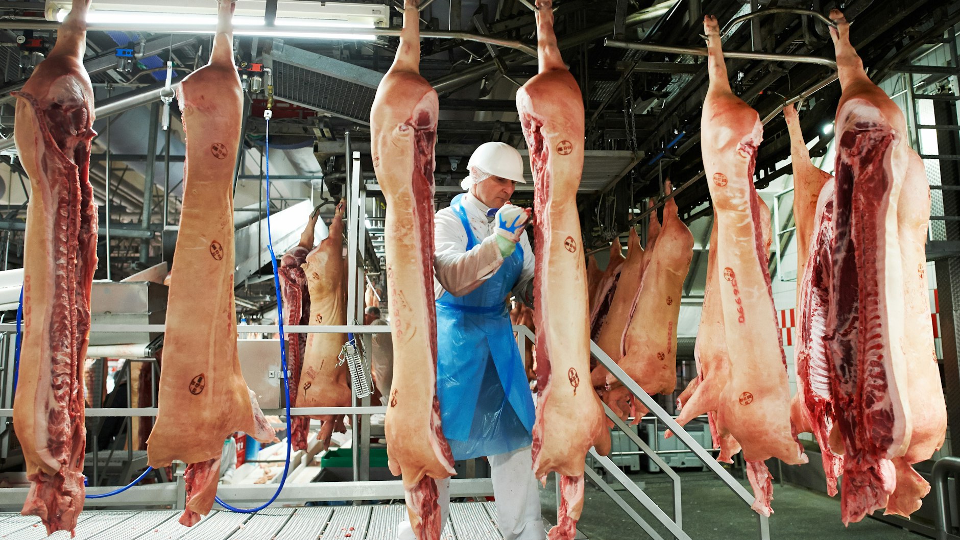 Bei Tönnies in Rheda-Wiedenbrück werden normalerweise bis zu 14 Prozent aller deutschen Schweine geschlachtet.