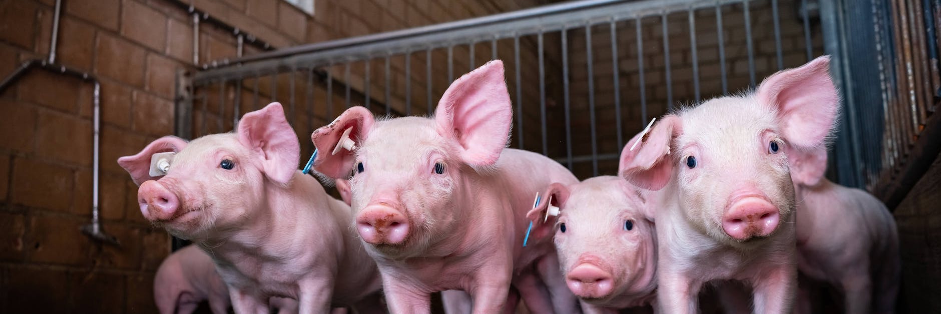 Ferkel in einem Aufzuchtstall. Bevor sie zum Schlachtbetrieb geliefert werden, kommen sie zum Mäster. 