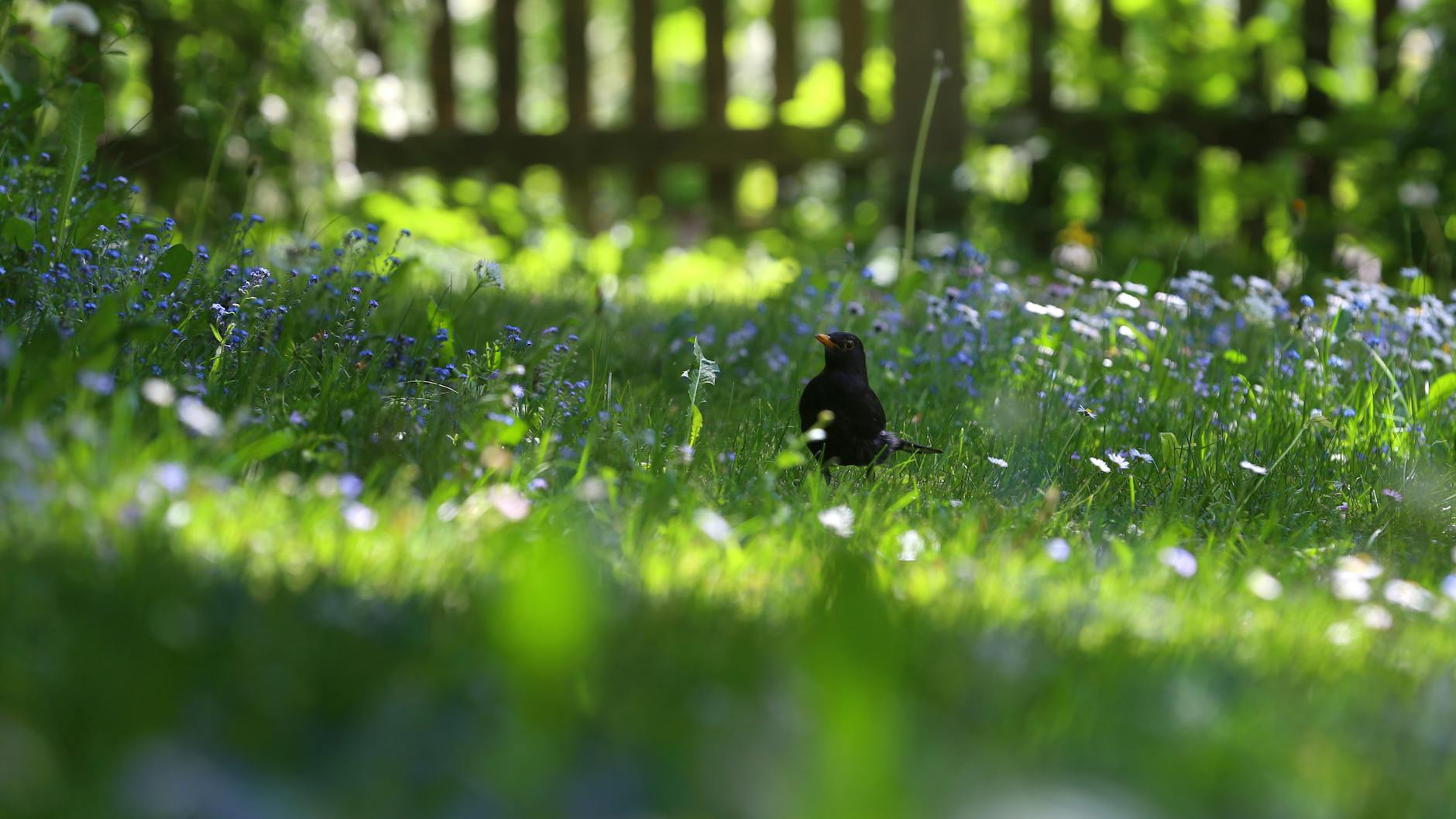 Bevor der Rasenmäher kommt.