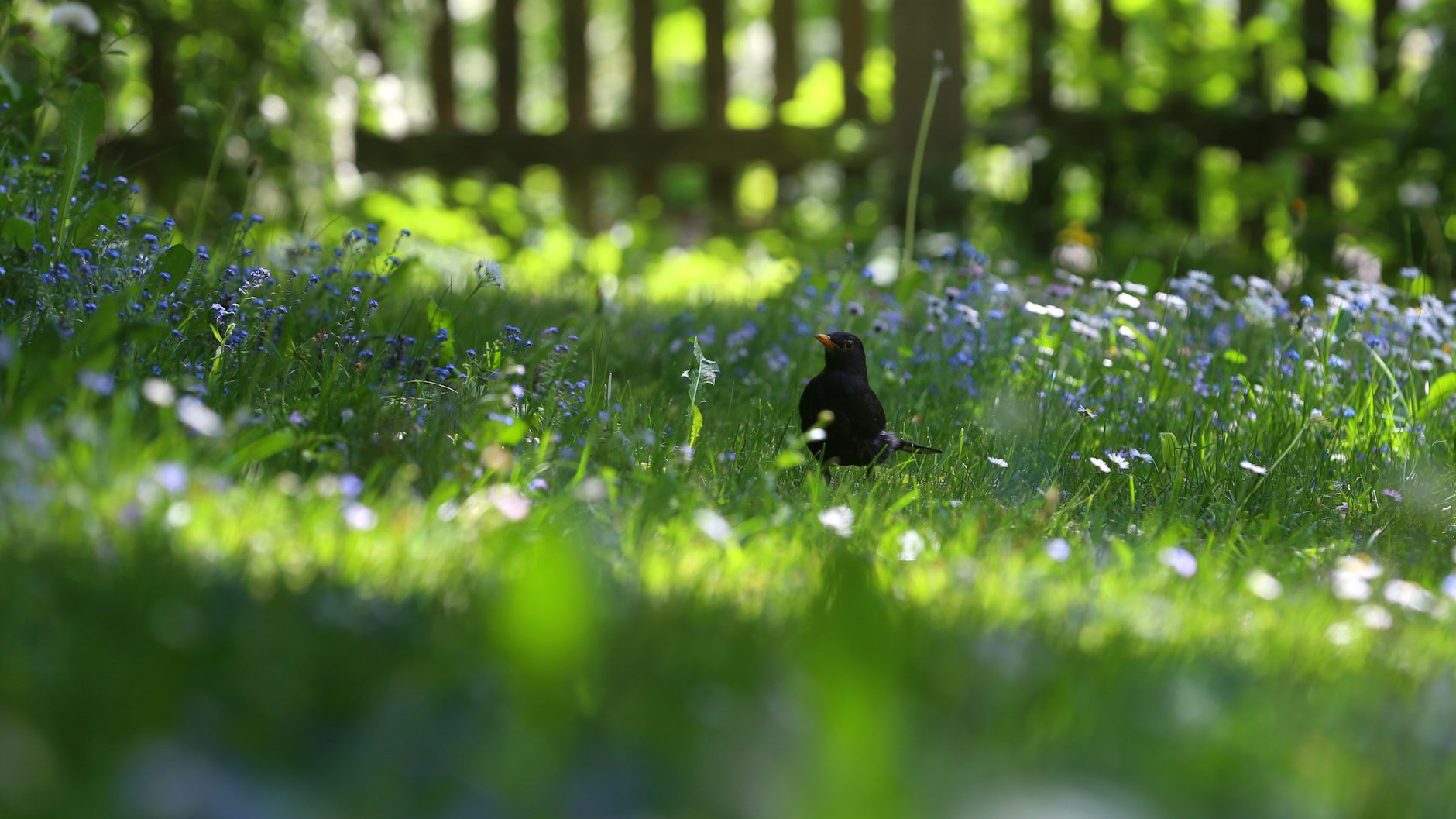 Bevor der Rasenmäher kommt.