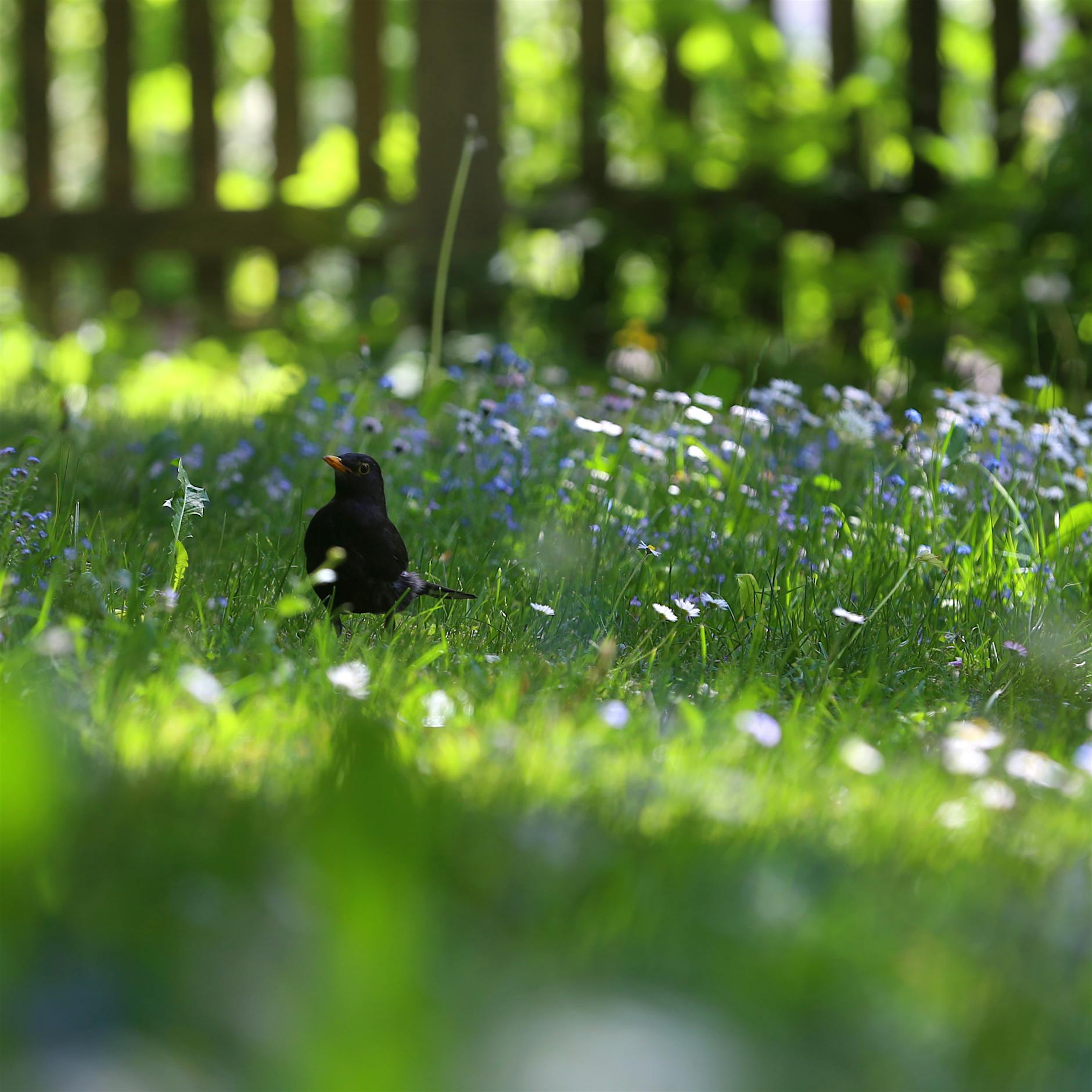 Die Vielfalt der Gräser