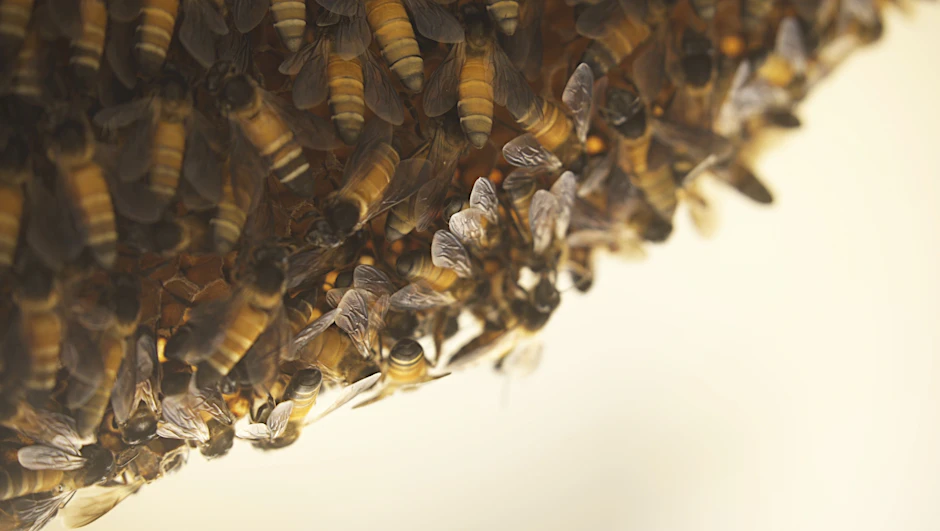 Eine Kolonie von Riesenhonigbienen der Art Apis dorsata