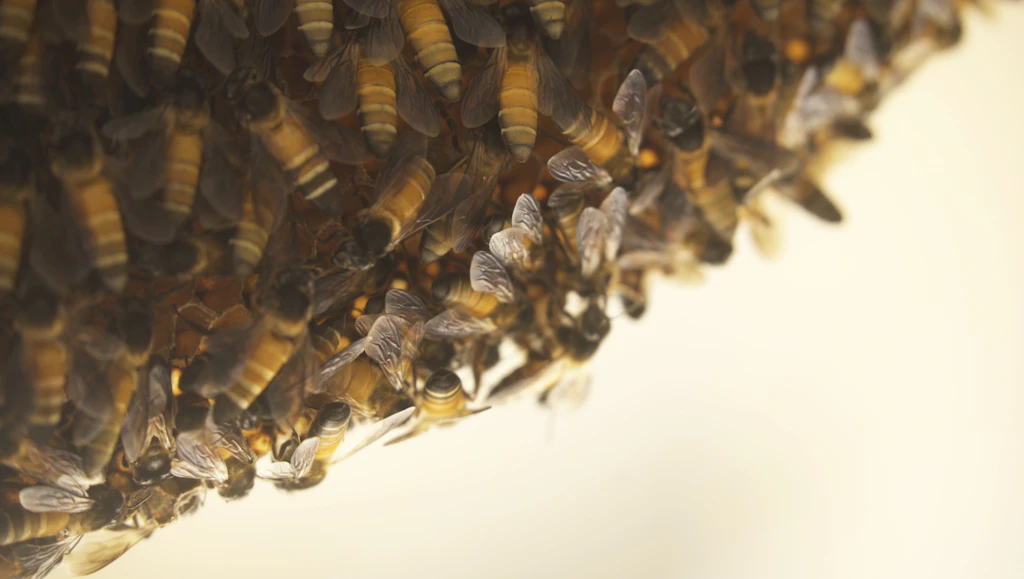 Luftverschmutzung schädigt Honigbienen