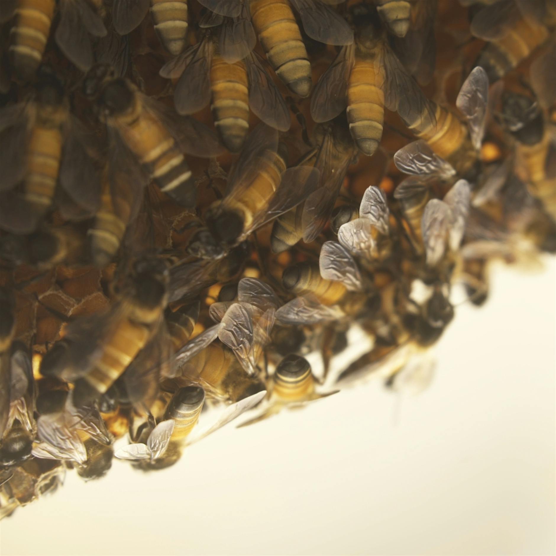 Luftverschmutzung schädigt Honigbienen