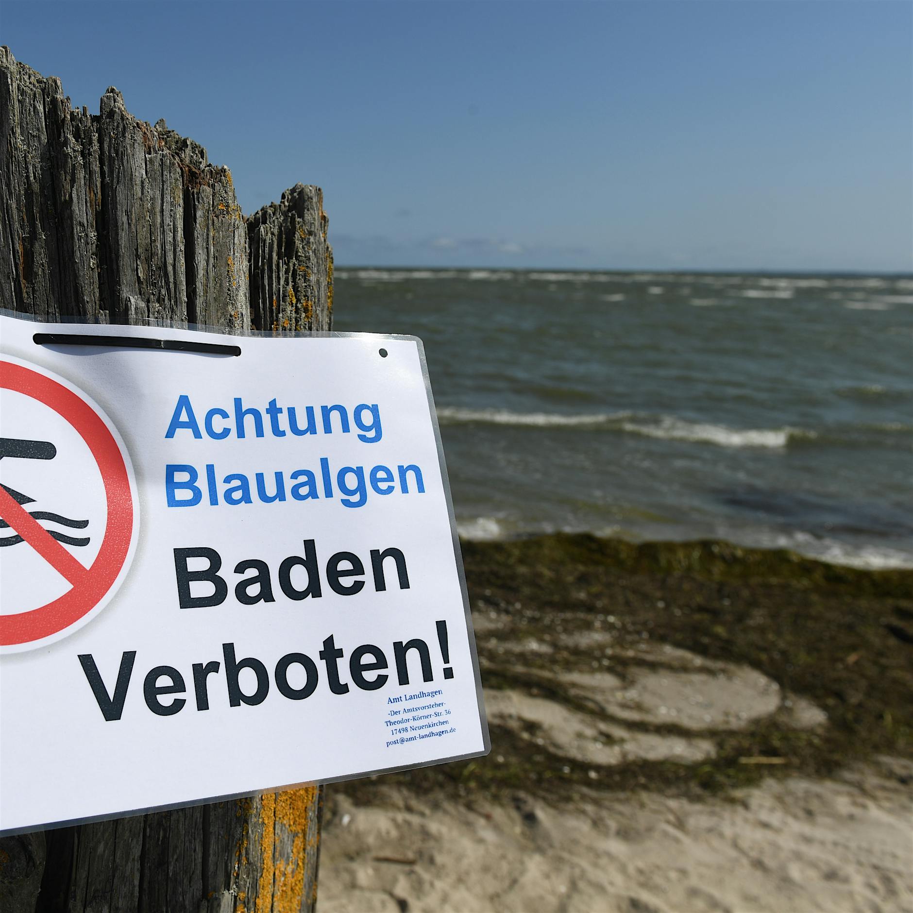 Ostsee: Behörden sperren weitere Strände wegen Blaualgen