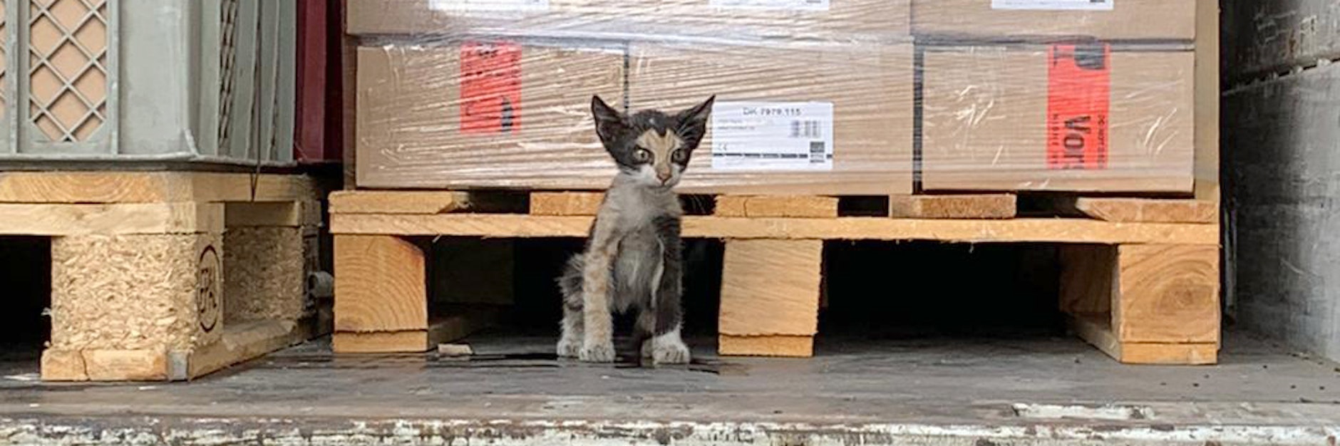 Die kleine Katze sitzt im Container des Lastwagens.