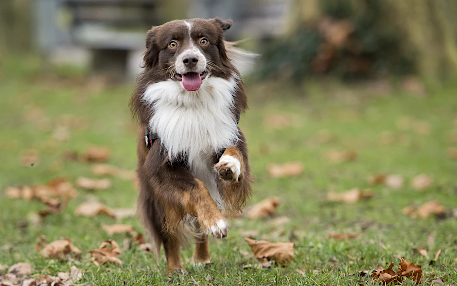 So soll es sein: Die Zunge flattert im Winde – ein Hund beim Gassigehen.