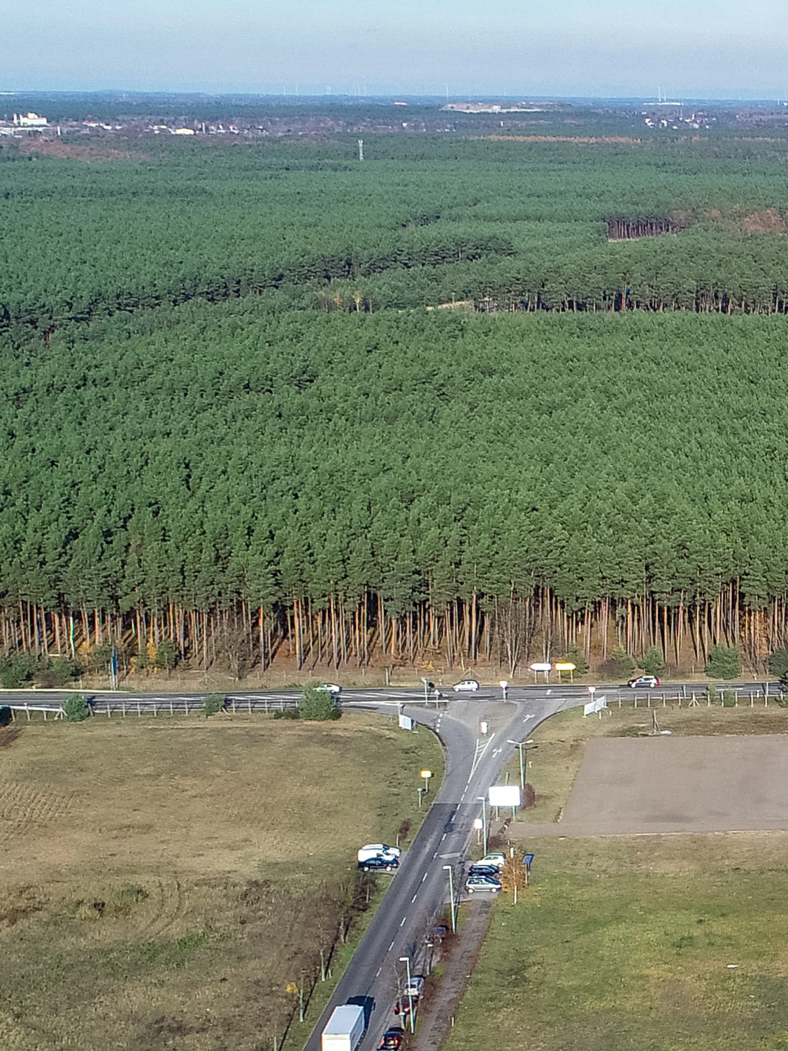 A forest about to become a baby Tesla plant.