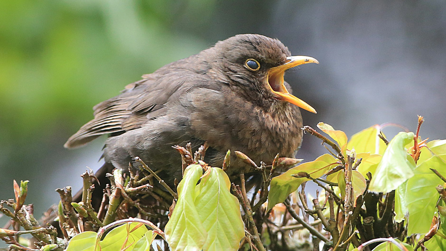 Sich gemütlich aufplustern und nach Maden krähen. Ein Amseljunges lässt sich Zeit mit der Selbständigkeit.