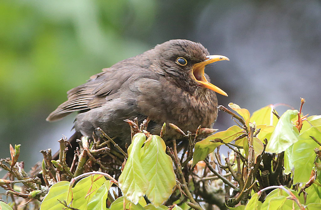 Vogelleben: Ein Amselküken pubertiert