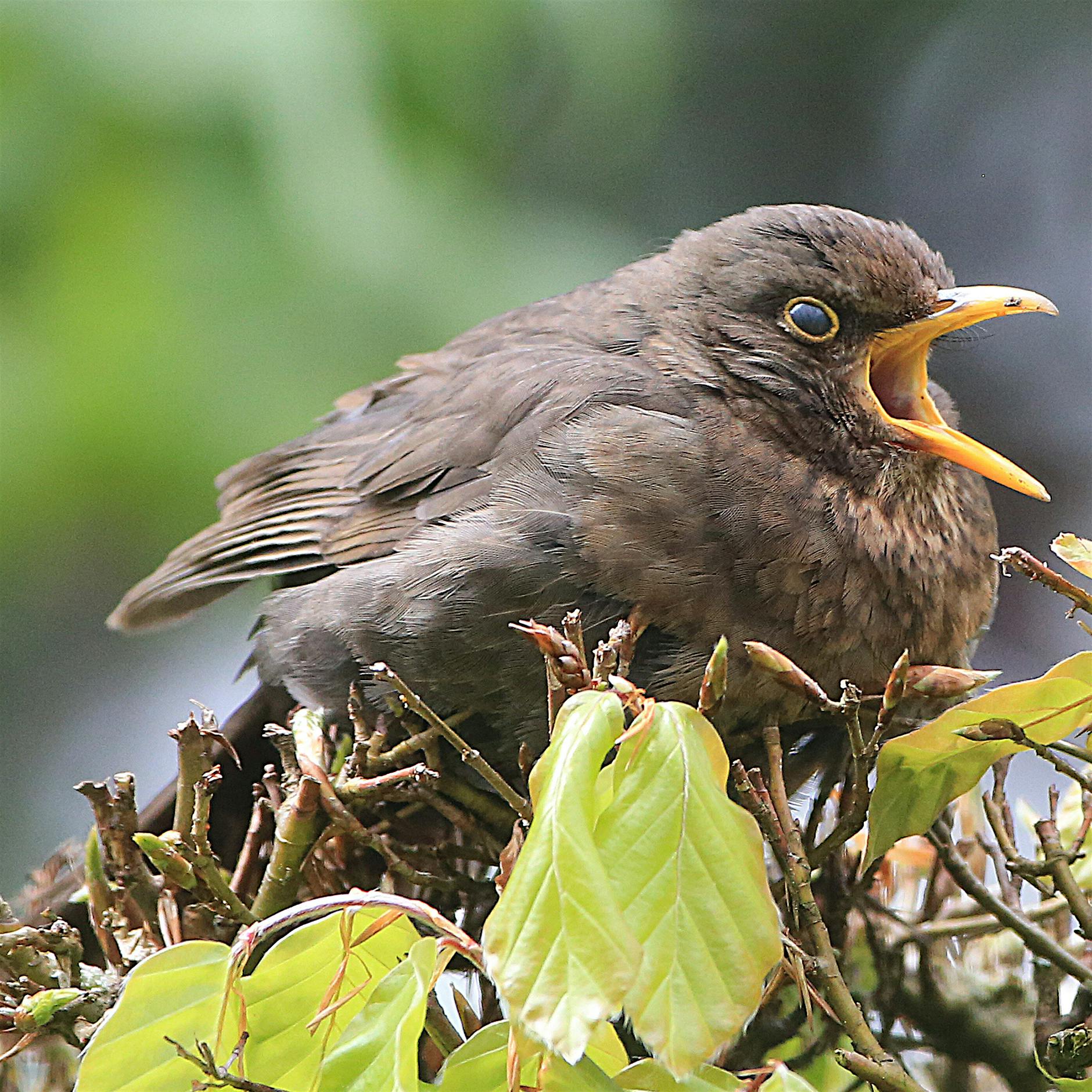 Vogelleben: Ein Amselküken pubertiert