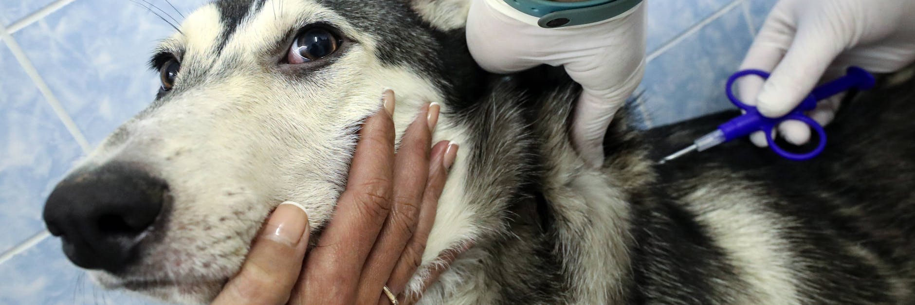 Ein Hund bekommt einen Micro-Chip implantiert. Die Registrierungspflicht soll ebenfalls in die geplante Hundeverordnung, fordern Tierschützer.