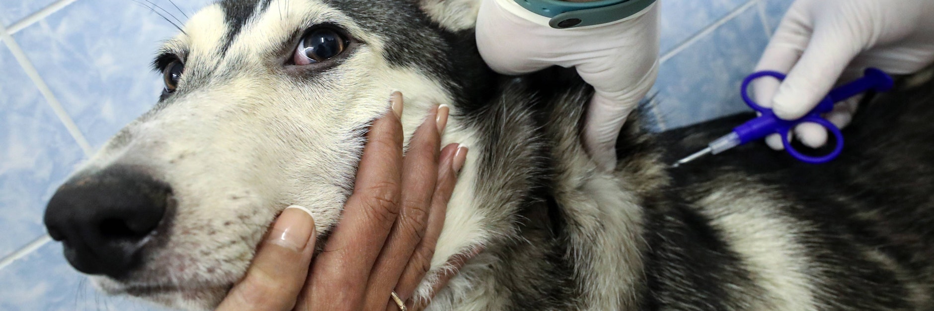 Ein Hund bekommt einen Micro-Chip implantiert. Die Registrierungspflicht soll ebenfalls in die geplante Hundeverordnung, fordern Tierschützer.
