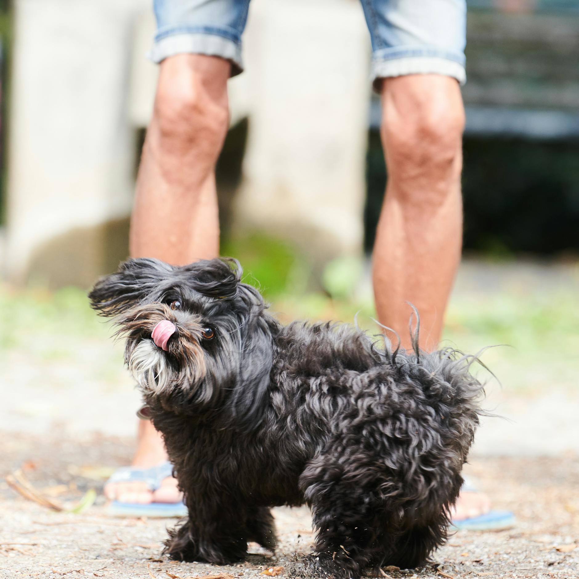 Ein Hund mit seinem Herrchen am Helmholtzplatz (Prenzlauer Berg): Denkbar wäre, dass Hundehalter künftig die Gassi-Gänge dokumentieren müssen.