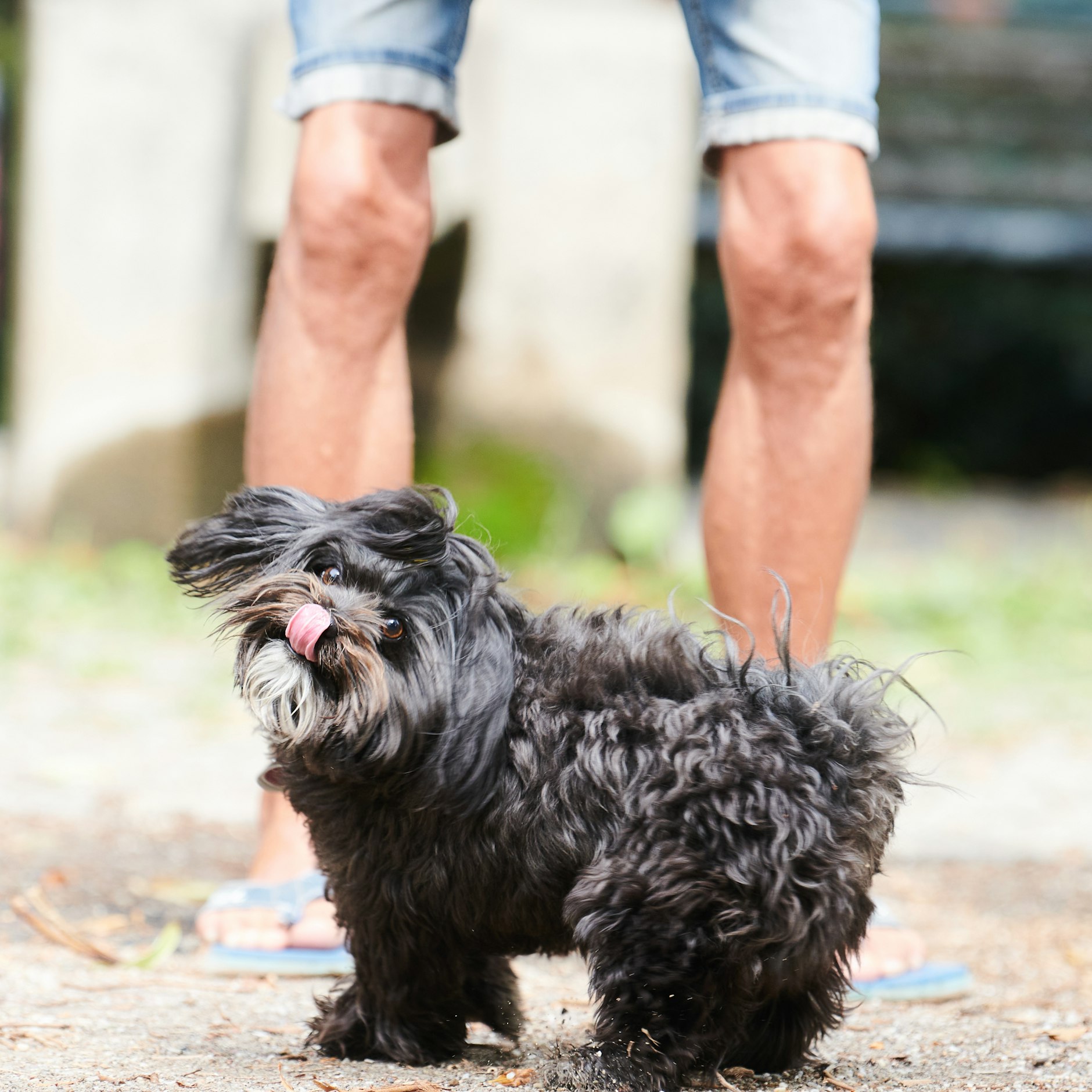 Ein Hund mit seinem Herrchen am Helmholtzplatz (Prenzlauer Berg): Denkbar wäre, dass Hundehalter künftig die Gassi-Gänge dokumentieren müssen.