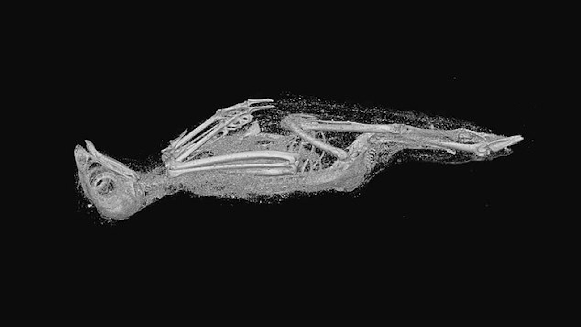 Der mumifizierte Vogel ähnele am ehesten einem Turmfalken.