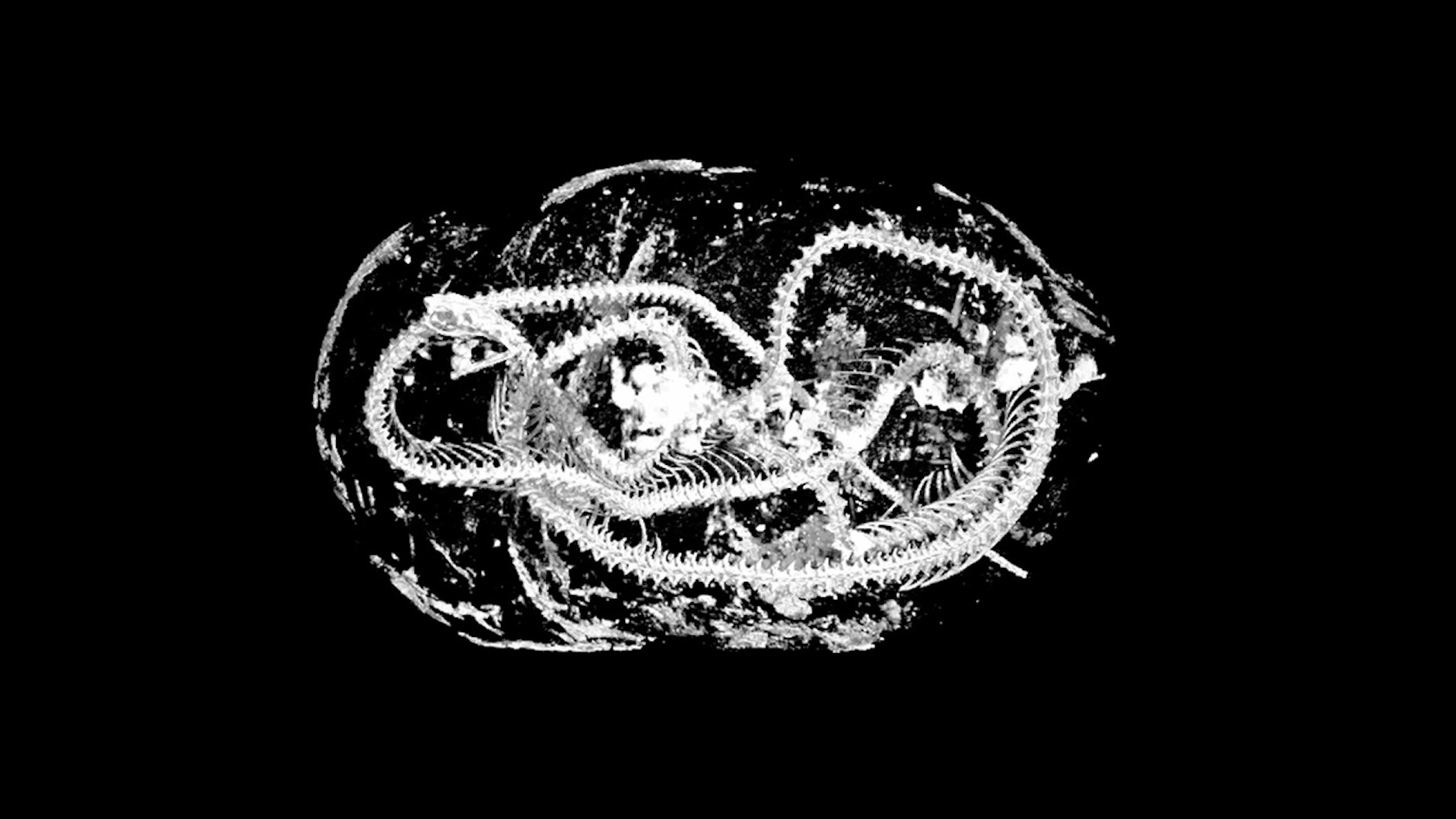 3D-Bild einer mumifizierten Schlange.