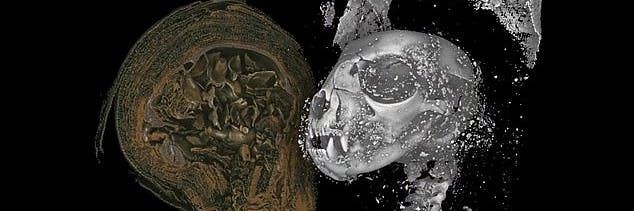 3D-Aufnahme einer mumifizierten Katze.