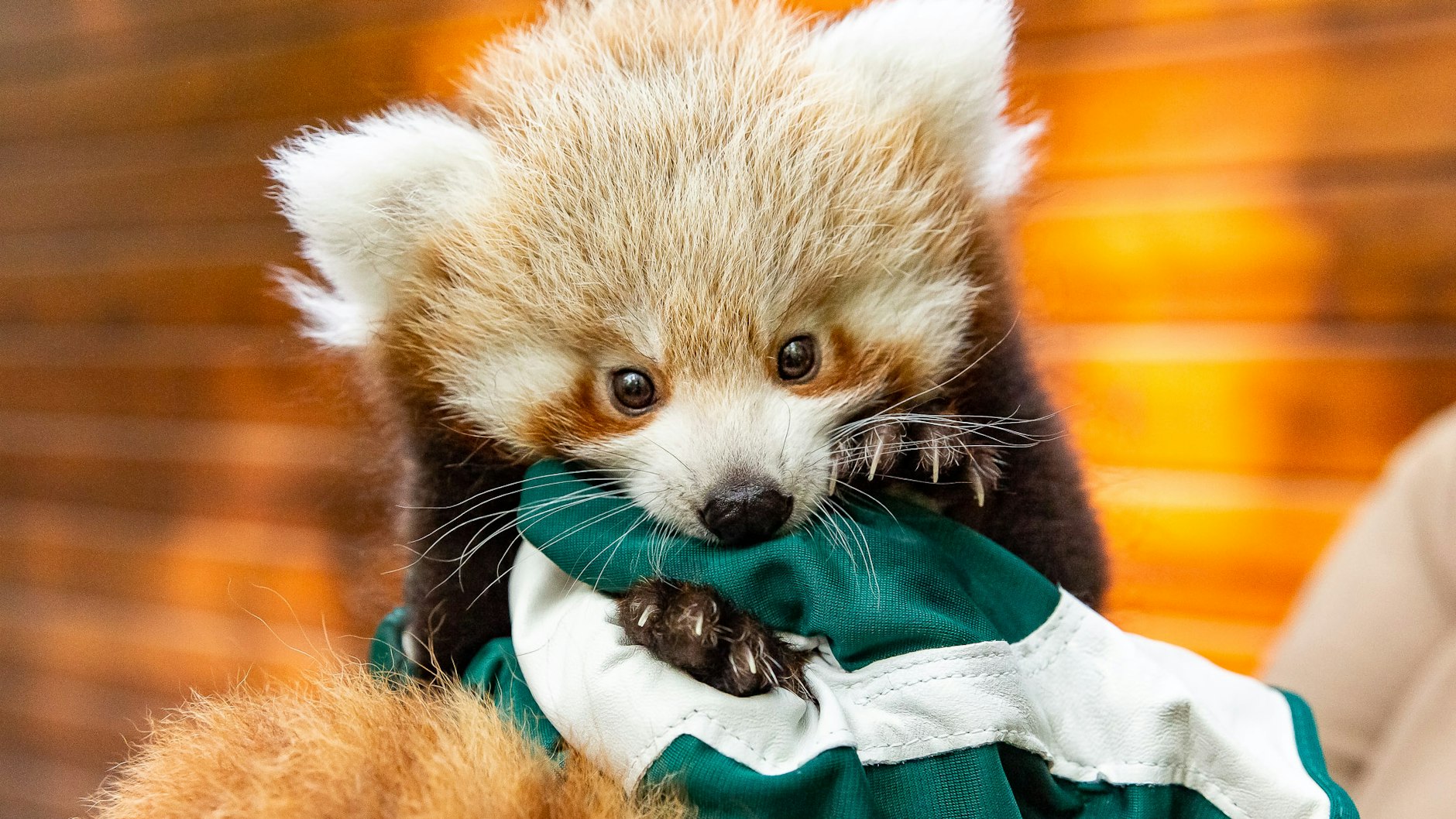 Mädchen oder Junge: Das Geheimins des Kleinen Panda ist noch nicht gelüftet.