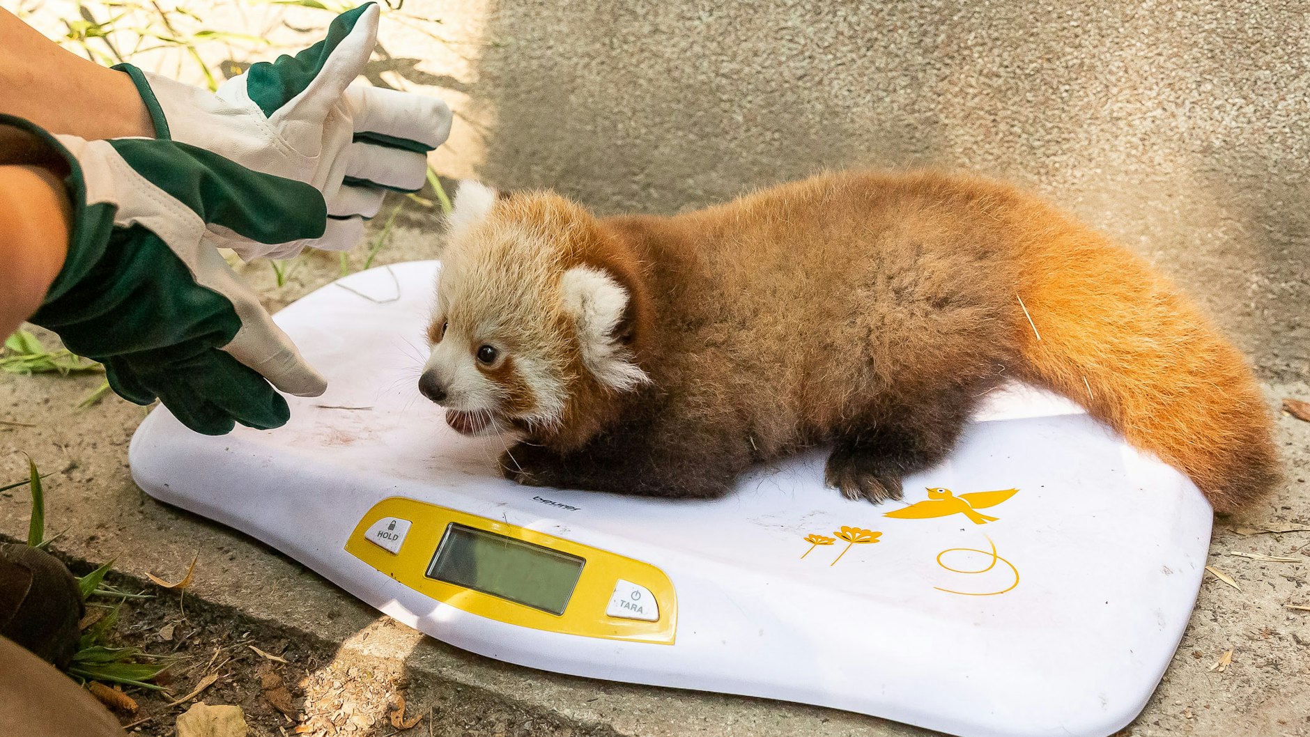 Der Kleine Panda ist fast drei Monate alt, wiegt etwa ein Kilo. Bei seiner Geburt war das Tier fast so leicht wie eine Tafel Schokolade.