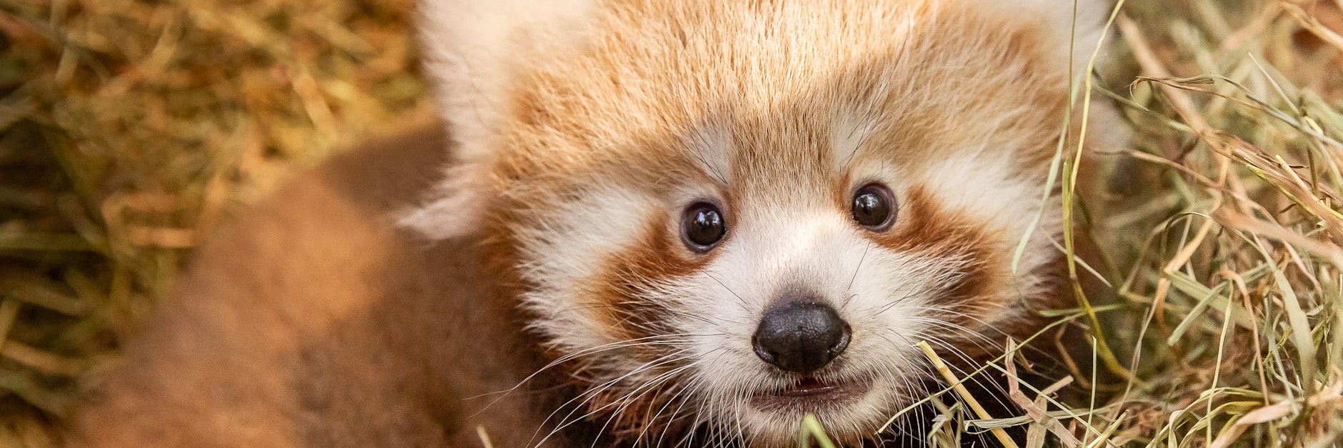 Der süße Kleine Panda aus dem Tierpark: Jederzeit kann es nun passieren, dass er die Wurfhöhle verlässt und sich im Freien den Besuchern zeigt.&nbsp;<br><br>